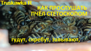 пчёлы. Как различать и понимать по гудению состояние зимовки семей пчёл на пасеке