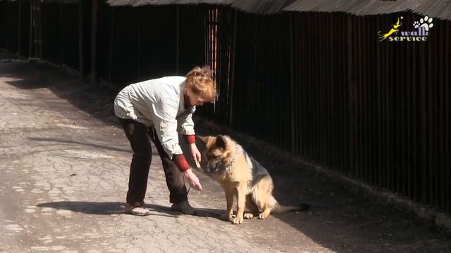 НЕМЕЦКАЯ ОВЧАРКА - мифы и реальность, ХАРАКТЕРИСТИКИ ПОРОДЫ, как выбрать щенка (часть 1) смотреть онлайн