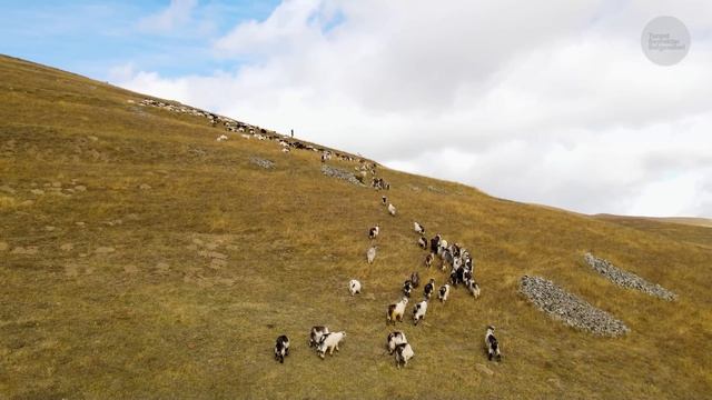 Yayladaki Aile - Keçi ve İnek Çobanlığı | Belgesel смотреть онлайн