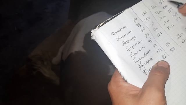 Сколько весят голштинские бычки в 5 месяцев. Замер бычков. Советуем его посмотреть.