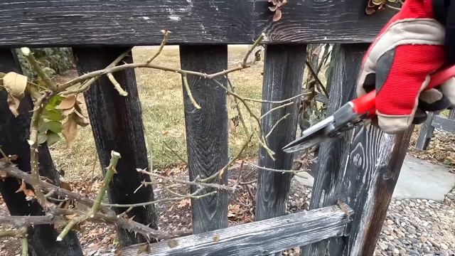 Pruning Climbing Roses! 🌹✂️🌿 // Garden Answer смотреть онлайн