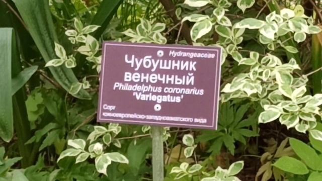 Прогулка по Ботаническому саду МГУ имени Ломоносова Аптекарский огород. 4 часть. смотреть онлайн