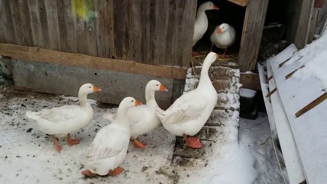 когда начнут нестись гуси? чем кормить гусей, для репродуктивных яиц? смотреть онлайн