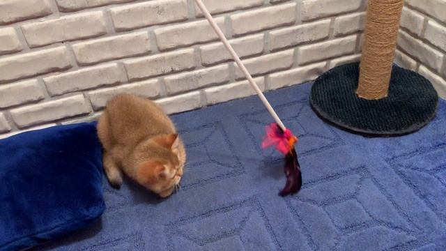 Продажа британских котят золотая шиншилла смотреть онлайн