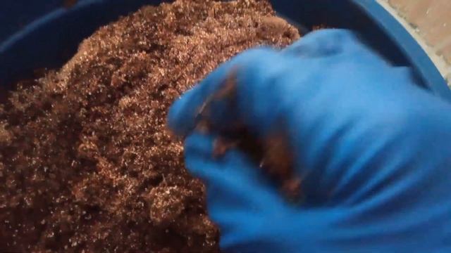 #размножениехризантем Черенкование хризантем Cuttings of chrysanthemums смотреть онлайн