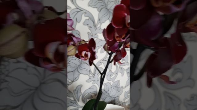 Моя новая орхидея!!!! 😋 Подскажите, пожалуйста, название... 🙏🙏🙏 смотреть онлайн