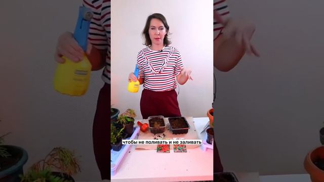 Как правильно высаживать семена томатов для получения рассады смотреть онлайн