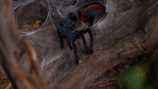 The ULTIMATE Guide: Caring for Dolichothele diamantinensis - Brazilian Blue Dwarf Beauty Tarantula смотреть онлайн