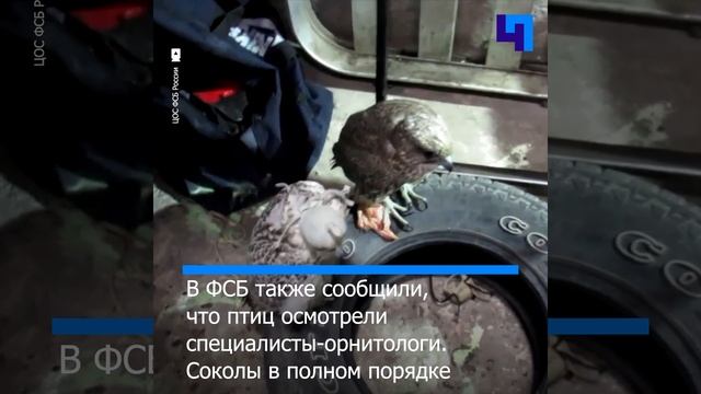 ФСБ пресекла контрабанду соколов-кречетов на Ближний Восток смотреть онлайн