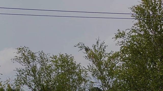 Crow hunting, Кроухантинг 2022 июль-август на ворон смотреть онлайн