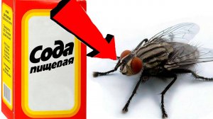 Как избавиться от мух в квартире За 3 Секунды.....!!!!!!!!.