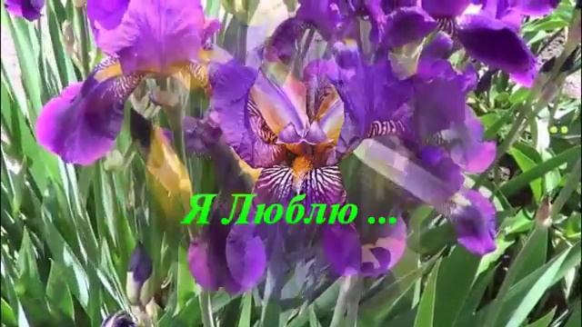 Легенда об Ирисе. МУЗЫКА НИНО РОТТА . смотреть онлайн