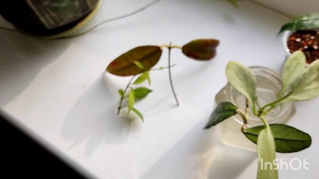 хойи которые привезла смотреть онлайн