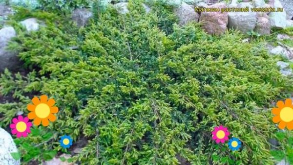 Можжевельник обыкновенный Репанда. Краткий обзор, описание характеристик juniperus communis Repanda