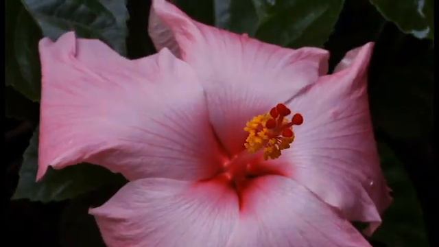 Pink Perfection - Hibiscus Flower Timelapse смотреть онлайн