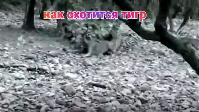 как охотится тигр? смотреть онлайн