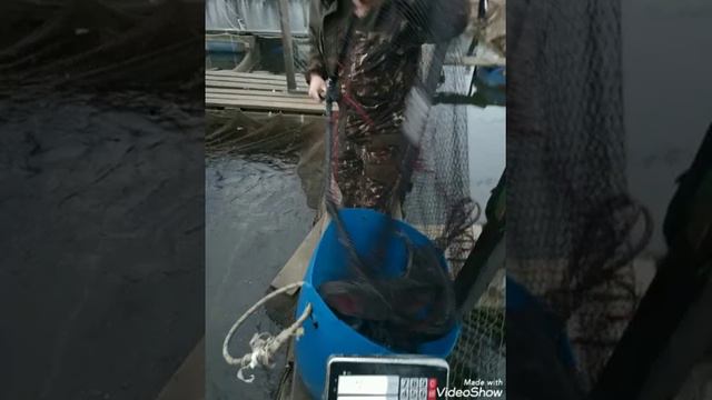 25.12.19. Запуск 95 кг форели на малый водоём в кокино смотреть онлайн
