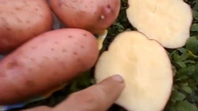Купить на www.pomidom.ru Картофель Сарпо Мира (Sarpo Mira Potatoes) смотреть онлайн