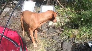 В КАРЕЛИЮ НА МАШИНЕ. РЫБАЛКА НА ДИКИХ ОЗЕРАХ КАРЕЛИИ. ВЕЧЕРНИЙ КЛЕВ. КОПТИМ ДОБЫЧУ.