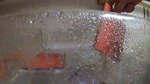 Таракатум. Содержание и разведение.