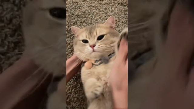 КОШКА ТЕЛЕФОН | ПРИКОЛ НАД КОШКОЙ смотреть онлайн