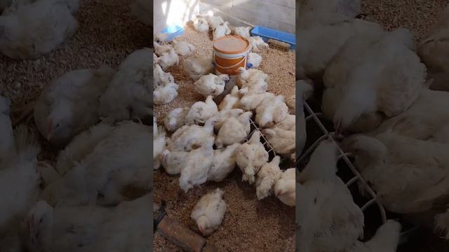 В клетке или на подстилке? что выбрать? Как лучше #содержать #бройлеров? смотреть онлайн