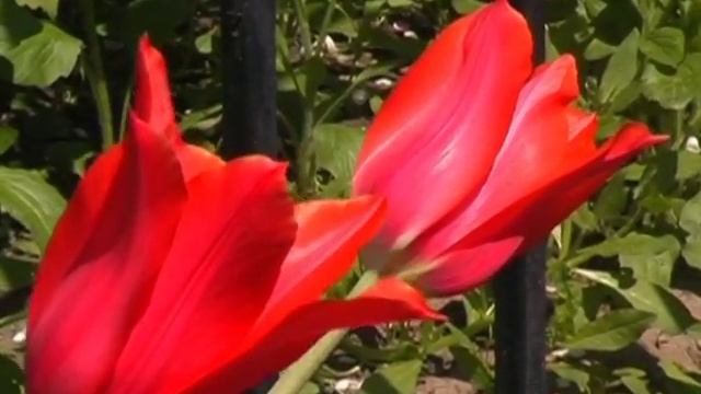 Лягушки Вальс цветов. смотреть онлайн