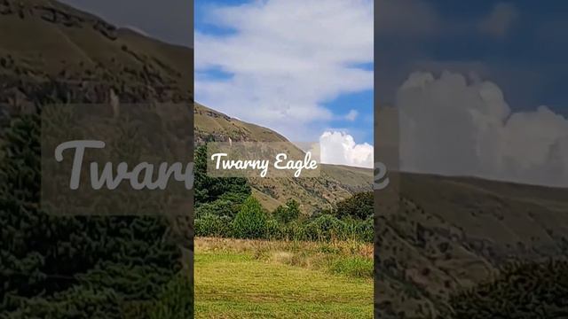 Best in South Africa. Twarny Eagle at Falcon Ridge. #easter #drakensberg #best #southafrica #eagles смотреть онлайн