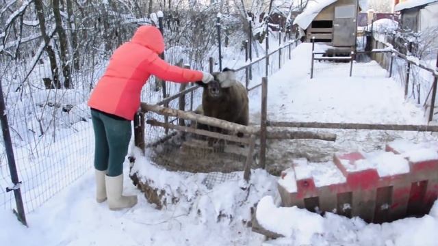 «Кучерявое Свиноводство». Венгерская Мангалица \ Hungarian Mangalitsa смотреть онлайн