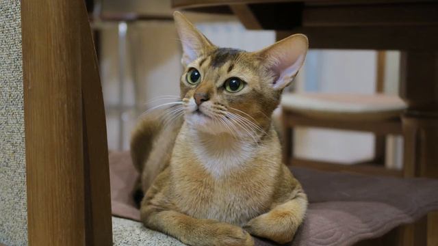 АБИССИНСКАЯ КОШКА смотреть онлайн