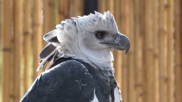 Harpia - Gavião-real - Harpy Eagle - Harpia Harpyja