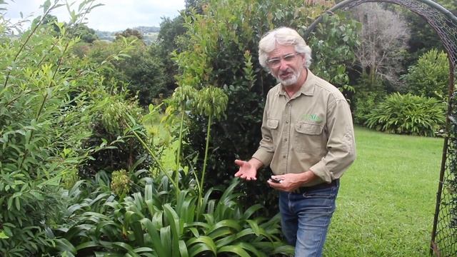 How to Garden with Agapanthus смотреть онлайн