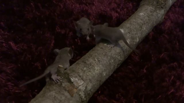 Brazilian short-tail opossums 6 weeks old смотреть онлайн