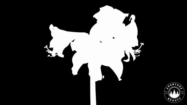 Flower Timelapse with Drottningsholmsmusiken Allegro - String Quartet смотреть онлайн