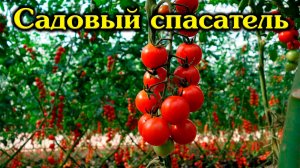 Специальный садовый спасатель для томатов...