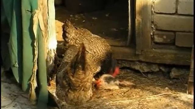 Светлана Михайлова — «Rabbits & chickens» смотреть онлайн