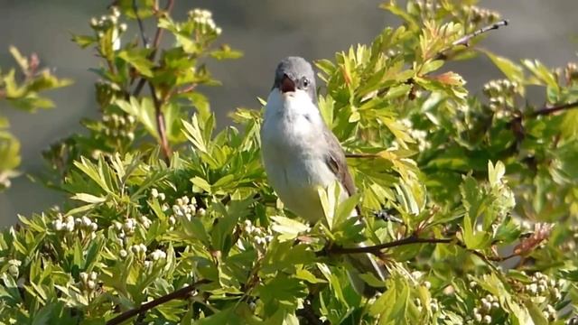 Славка-завирушка - Sylvia Curruca