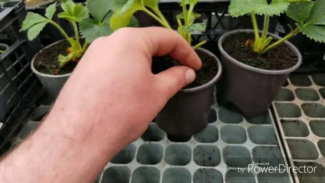 Рассада клубники , продолжение. смотреть онлайн