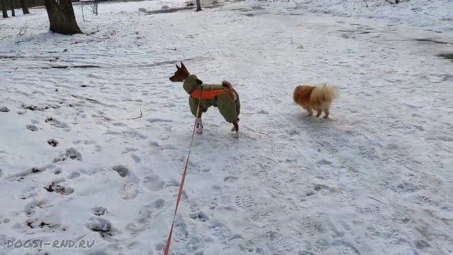 В лес? А почему бы и ДА! Фокс и Лео. Гуляем... смотреть онлайн