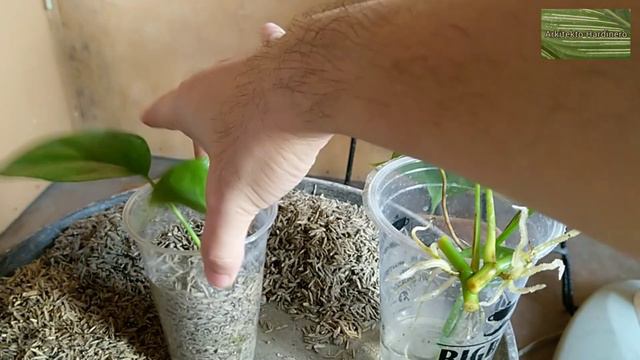 RHAPHIDOPHORA TETRASPERMA WATER TO SOIL PROPAGATION | How To Propagate Mini Monstera Rhaphidophora смотреть онлайн