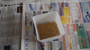 Сколько съедает перепелка корма в день. Провожу вынужденный эксперимент.