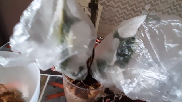 Моя попытка выращивания орхидеи в горшке Партер потерпела полное фиаско. смотреть онлайн