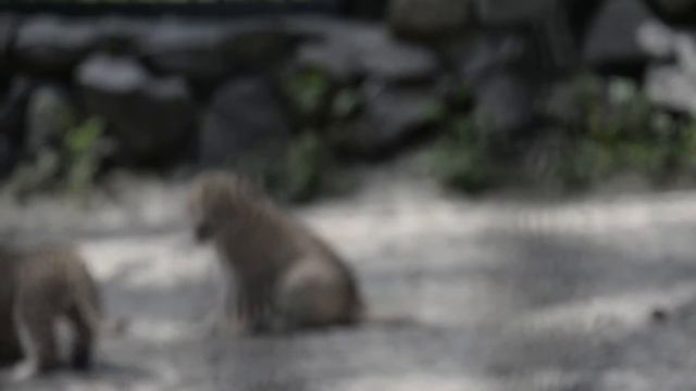 Зоопарк. Лигр с котятами. смотреть онлайн