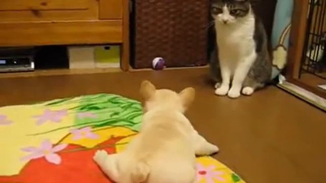 Смешной щенок