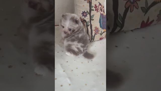 Необыкновенная девочка померанского шпица , с голубыми глазками!!! смотреть онлайн
