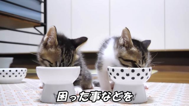 【子猫　保護猫】猫と暮らす事。について珍しく語ってみました。少しでも参考になればいいな。 смотреть онлайн