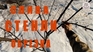 Весенняя обрезка сливы! Трёхлетка сорта «СТЕНЛИ»! Работа над ошибками!