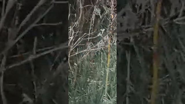 Оказалось птичку называют Коростель)