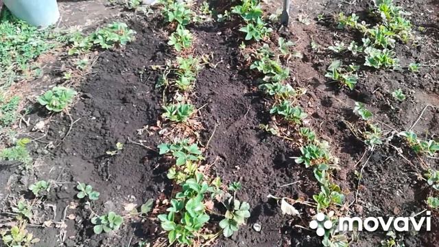 Уход за клубникой после сбора урожая. Мой опыт. смотреть онлайн