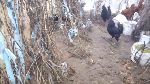 Встреча петухов ухейилюй. смотреть онлайн